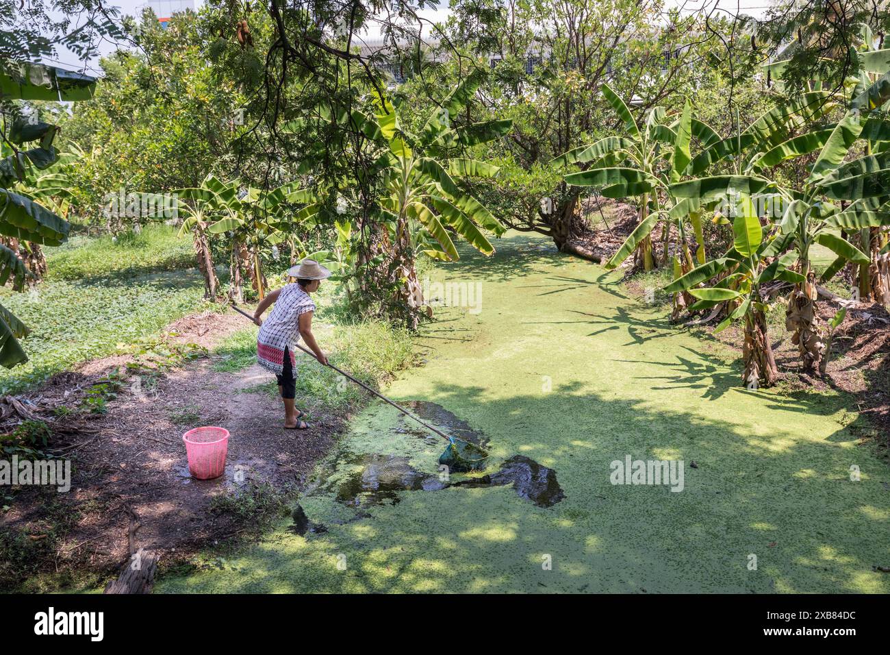 Frau, die Teichpflanzen mit einem Netz sammelt, Bagkok, Thailand Stockfoto