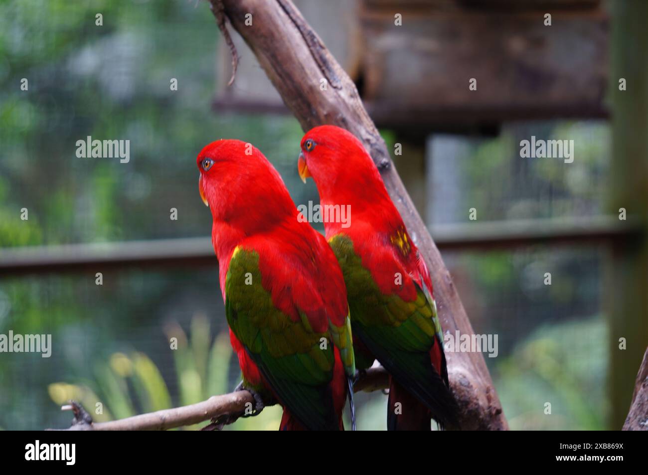 Zwei rote und grüne tropische Vögel ruhen auf einem Baumzweig in einem Käfig Stockfoto