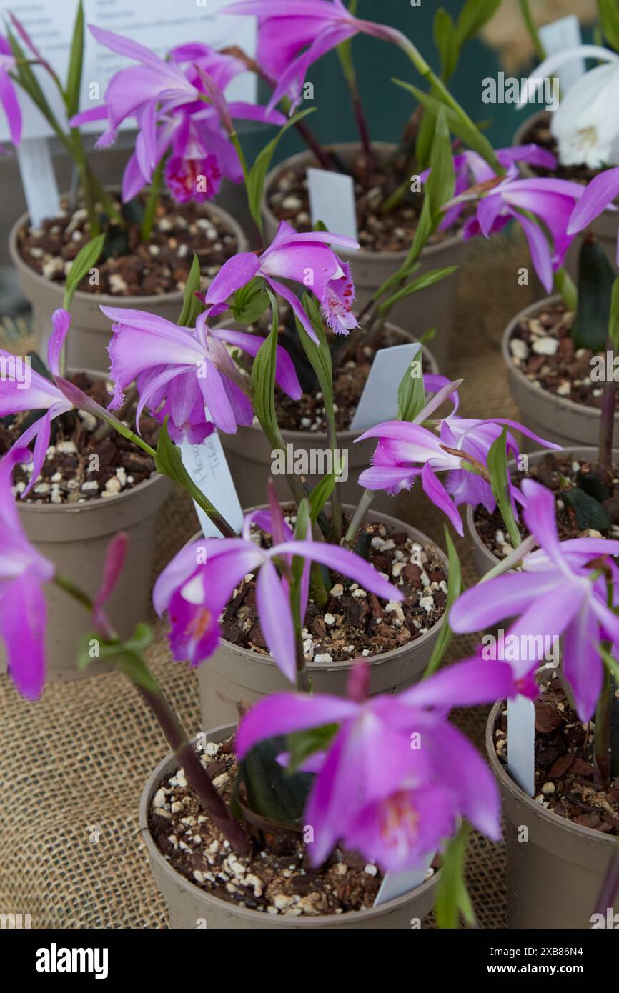 Pleione tibesti Orchideenpflanzen mit rosa Blüten Stockfoto
