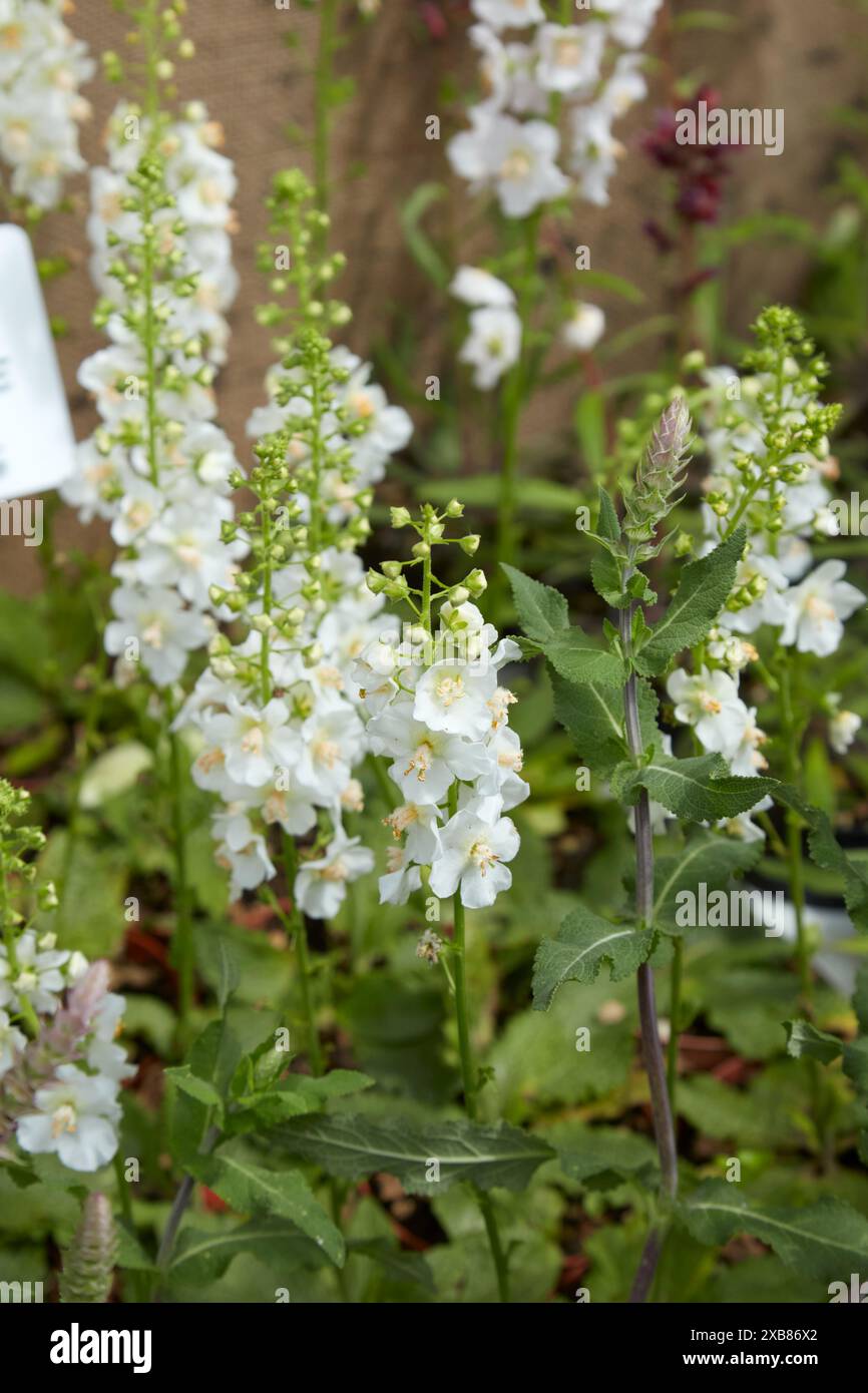 Verbascum phoeniceum Weiße Braut Pflanzen mit Blumen Stockfoto