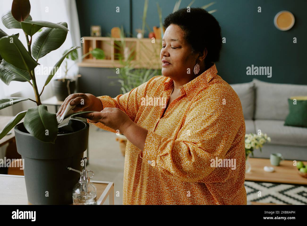 Reife afroamerikanische Frau, die aus indischen Gummibusblättern mit konzentriertem Gesichtsausdruck bestäubt Stockfoto