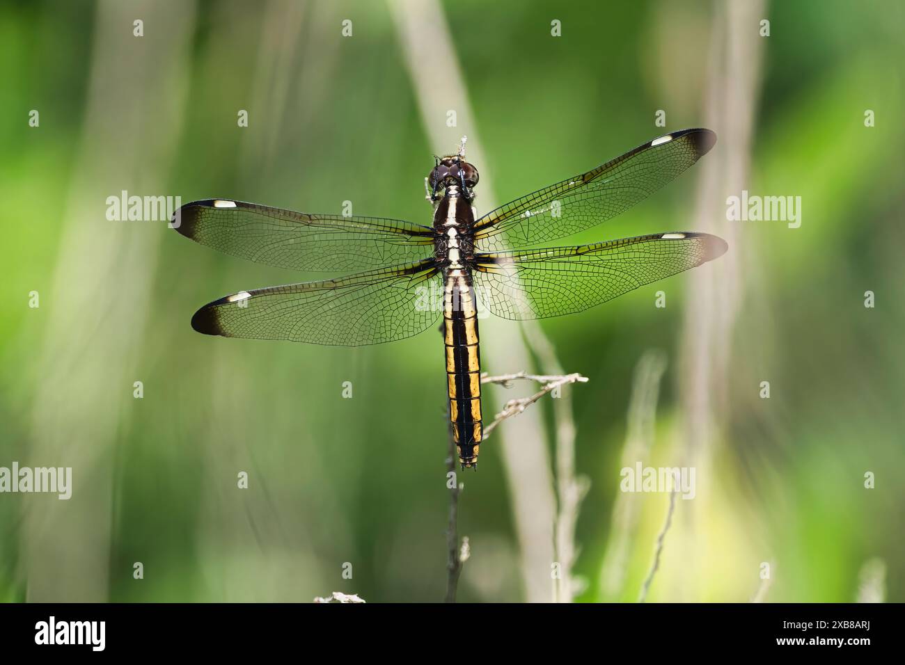 Eine Libelle, die auf einer getrockneten Grasklinge thront Stockfoto