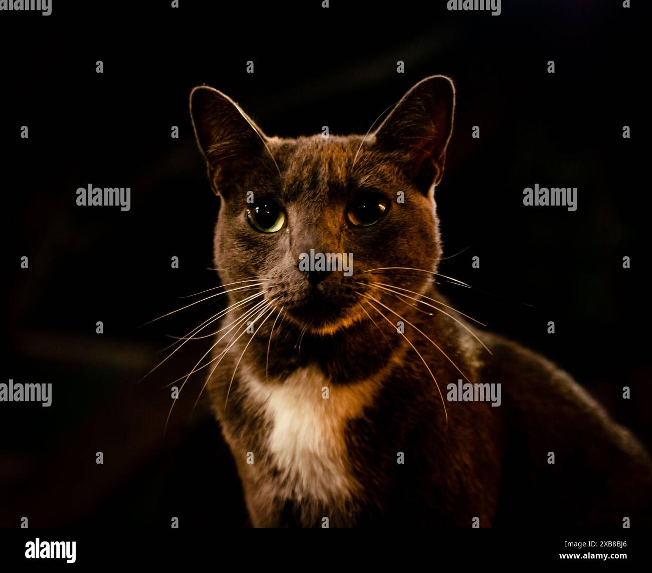 Ein dunkler Hintergrund hebt eine Schildpattkatze hervor, die Augenkontakt mit der Kamera hat Stockfoto