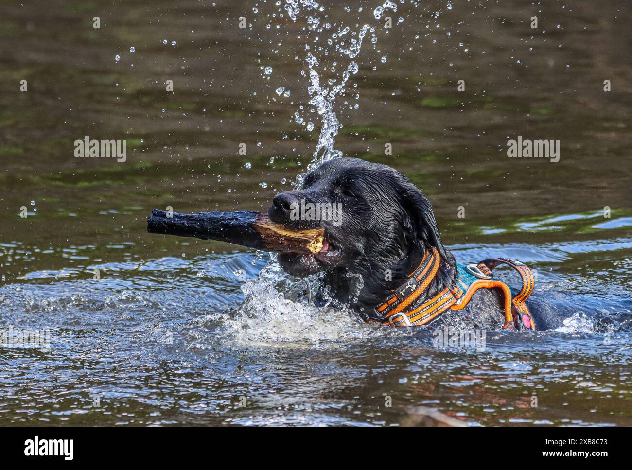 Ein schwarzer Labrador im Wasser Stockfoto