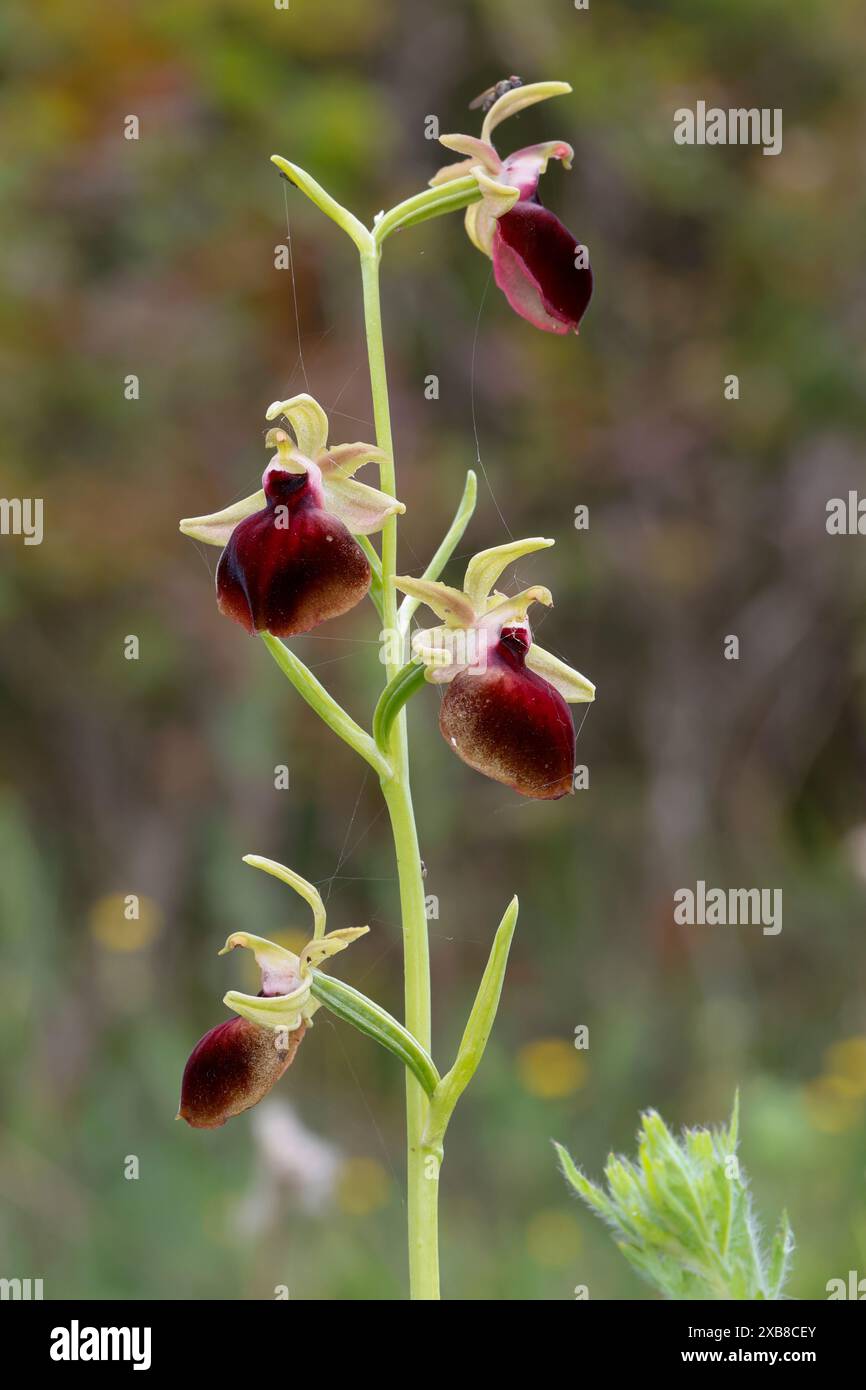 Helenes Ragwurz, Helena-Ragwurz, Ophrys helenae, Ophrys sphegodes subsp. Helenae, Ophrys mammosa subsp. Helenae, Helenas Ophrys Stockfoto