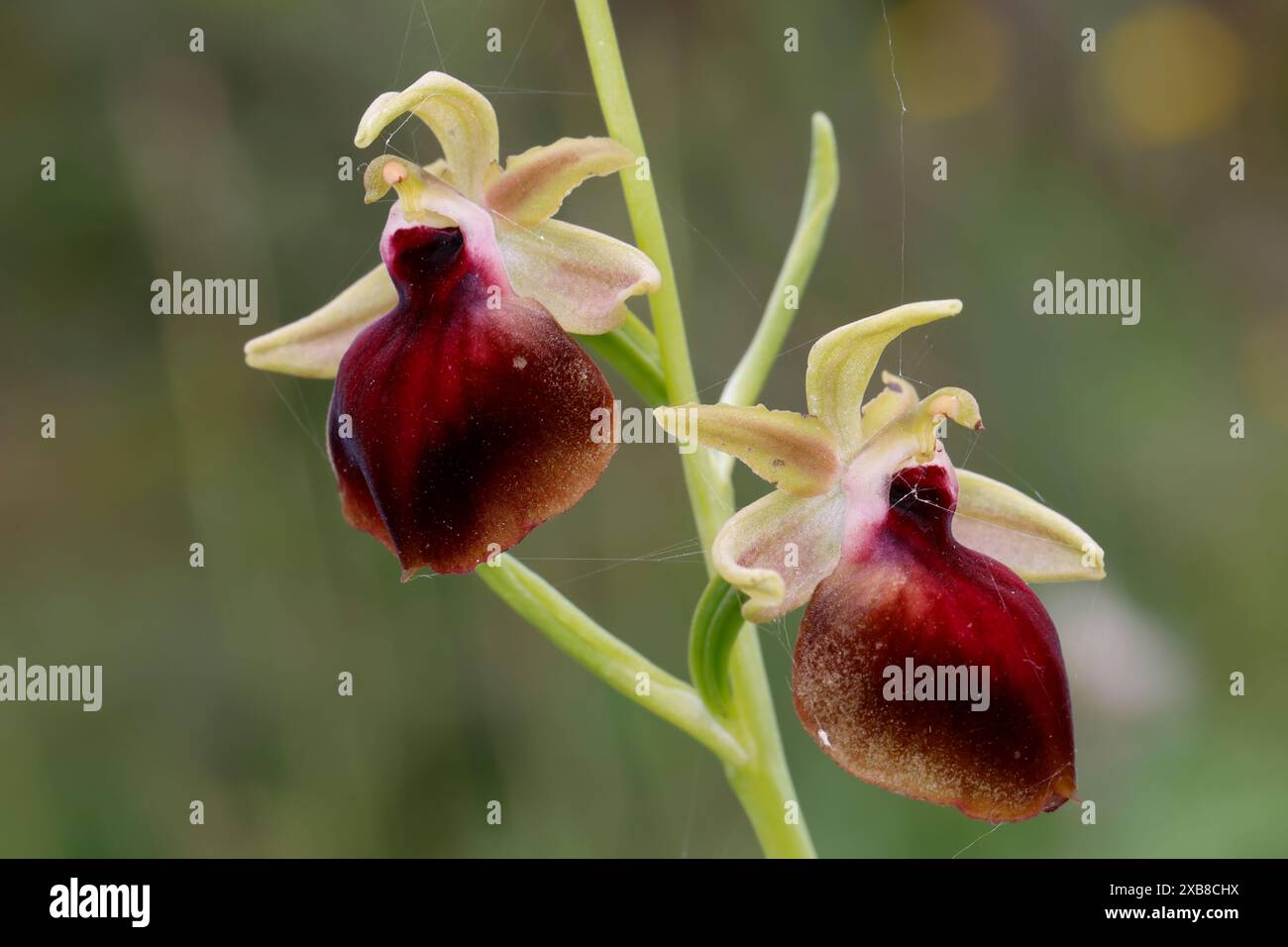 Helenes Ragwurz, Helena-Ragwurz, Ophrys helenae, Ophrys sphegodes subsp. Helenae, Ophrys mammosa subsp. Helenae, Helenas Ophrys Stockfoto