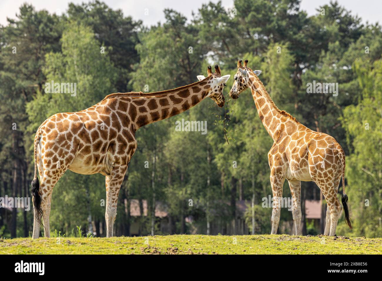 Die beiden nubischen Giraffen, die auf grünem Gras kuscheln Stockfoto