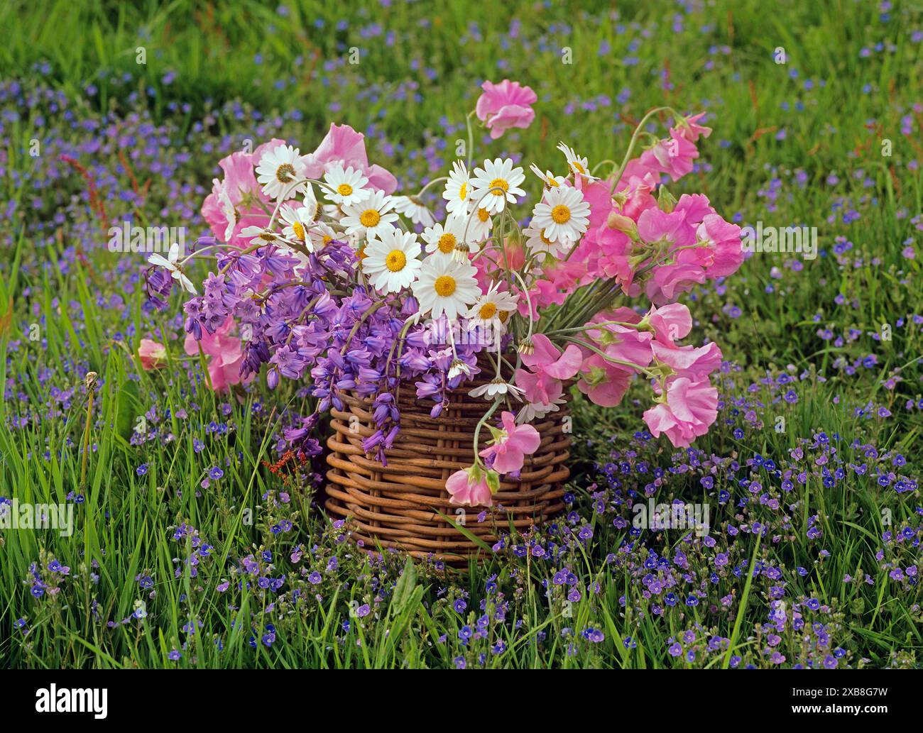 Botanik, lathyrus, Glockenblumen, Leukantheme in einem Korb auf einem Feld mit Wildblumen., ADDITIONAL-RIGHTS-CLEARANCE-INFO-NOT-AVAILABLE Stockfoto