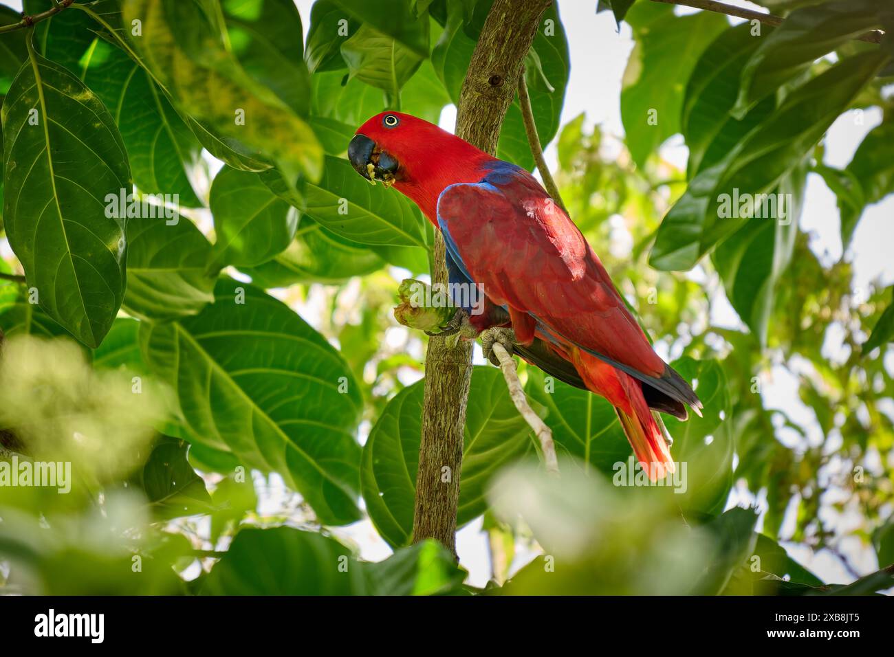 Papuan eclectus, roter eclectus oder New Guinea eclectus, Eclectus roratus, Raja Ampat Biodiversity Nature Resort, Waigeo, Raja Ampat, West Papua Stockfoto