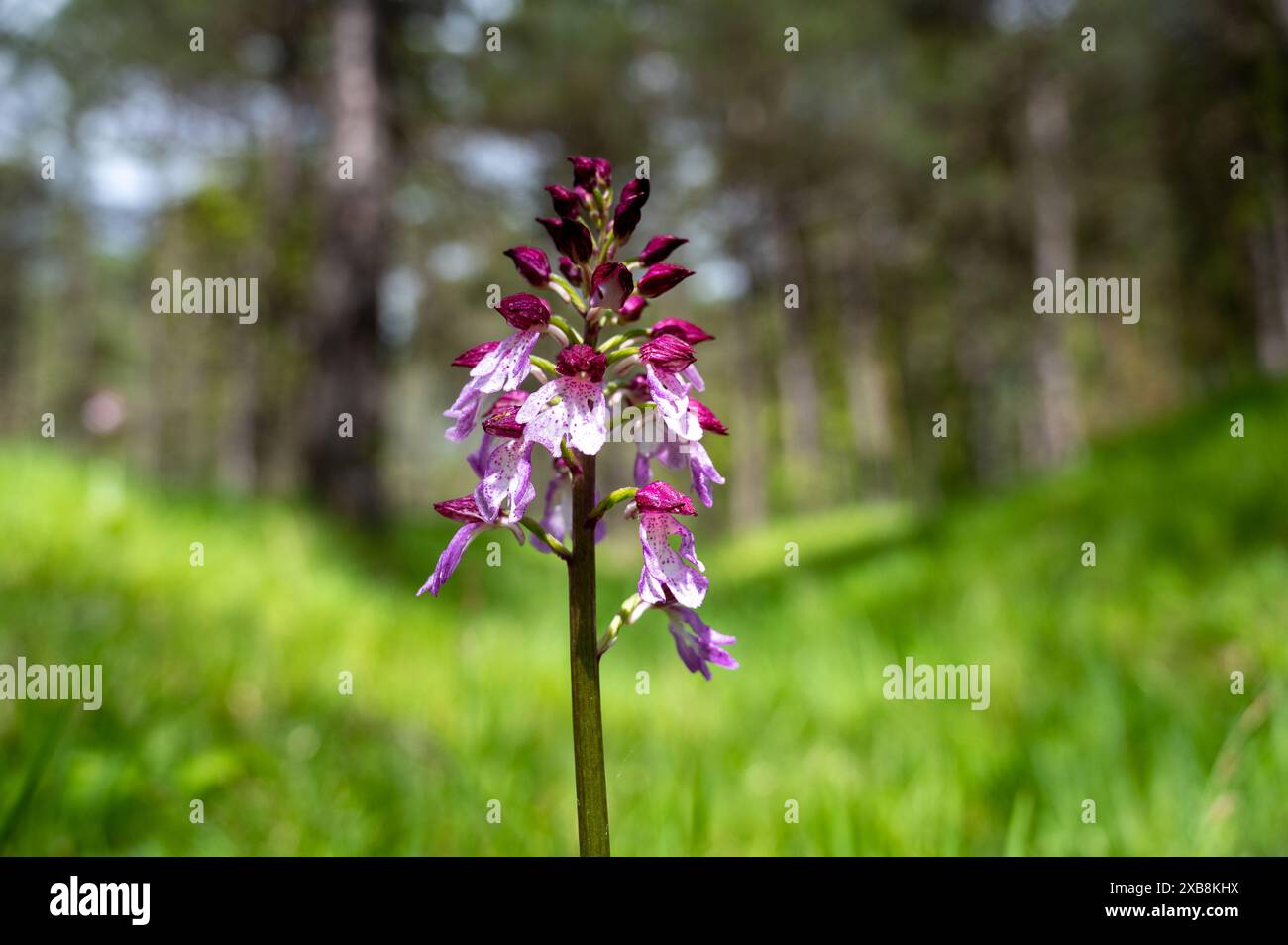 Botanik, Orchidee (Orchis purpurea), VORSICHT! FÜR DIE VERWENDUNG VON GREETINGCARD/POSTKARTEN IN DEUTSCHSPRACHIGEN LÄNDERN GELTEN MÖGLICHERWEISE BESTIMMTE EINSCHRÄNKUNGEN Stockfoto