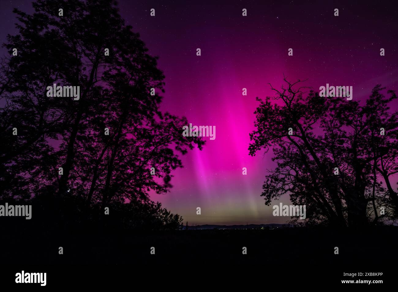 Die Aurora Borealis beleuchtet den Nachthimmel über Bäumen Stockfoto