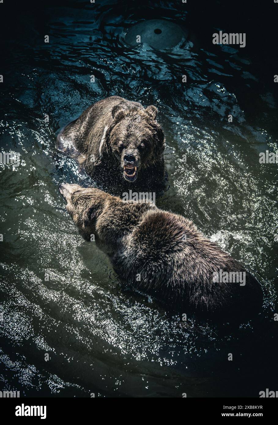Die zwei Braunbären in einem Fluss, einer versucht zu baden Stockfoto