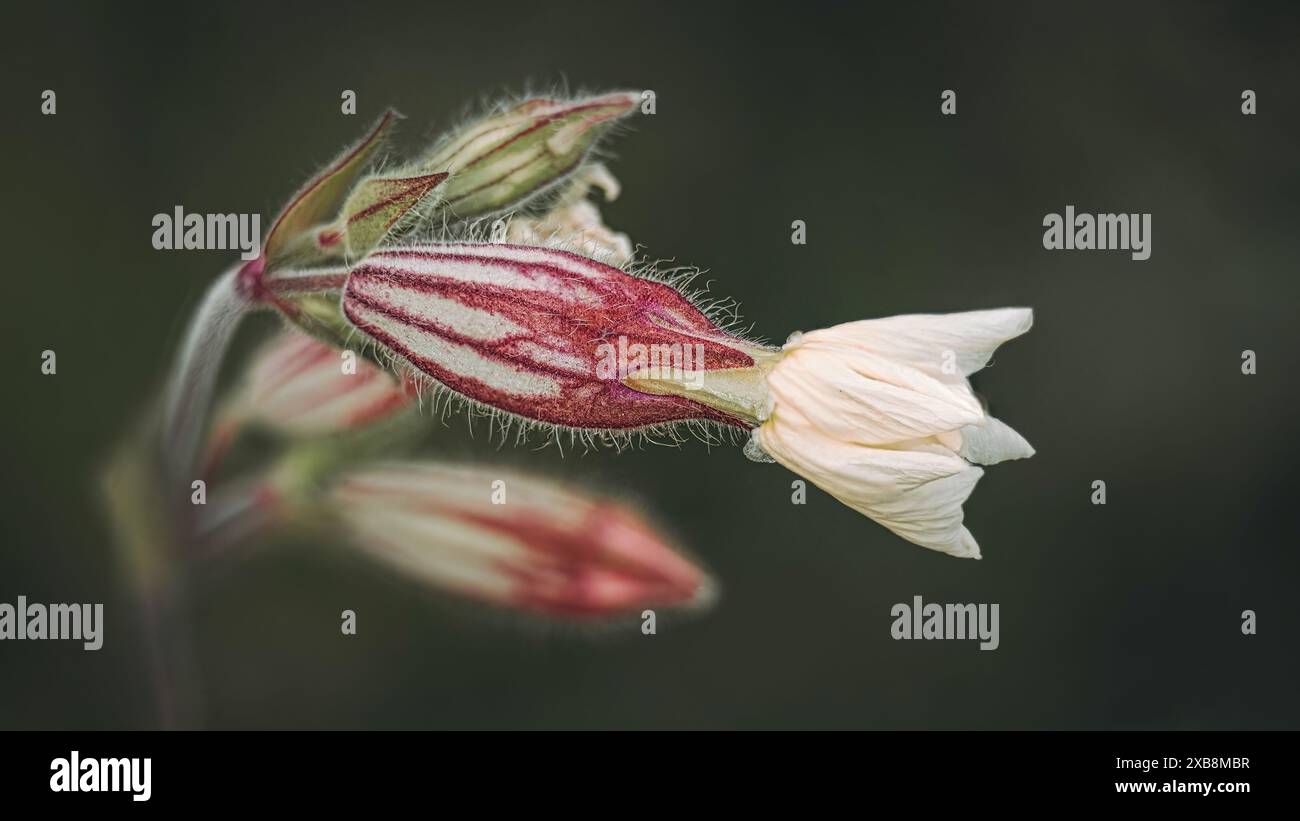 Extreme Nahaufnahme einer leuchtenden roten Blume an einem Stiel Stockfoto