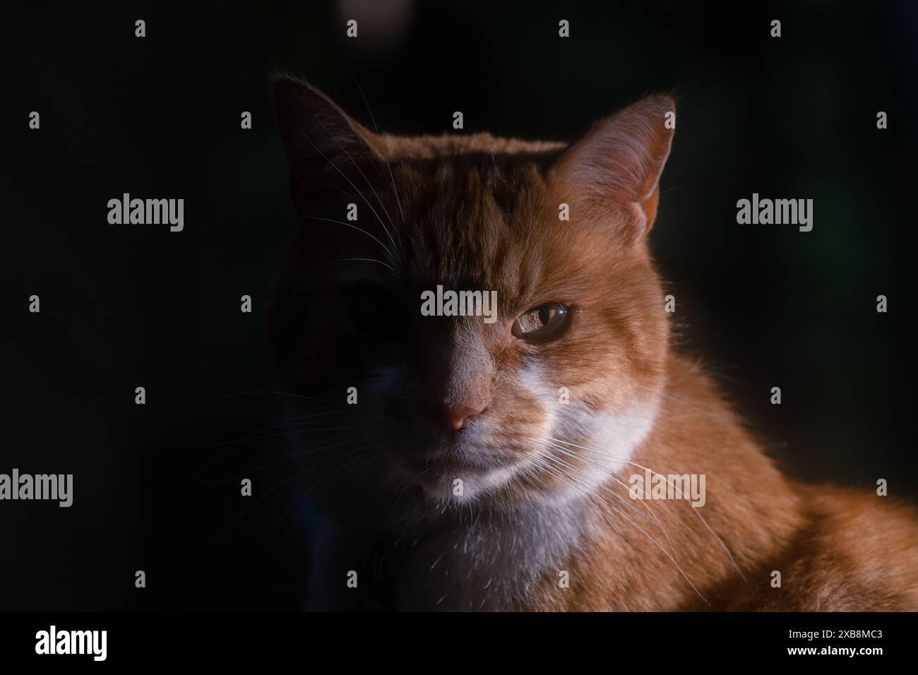 Eine Nahaufnahme einer orangen Katze im Dunkeln Stockfoto