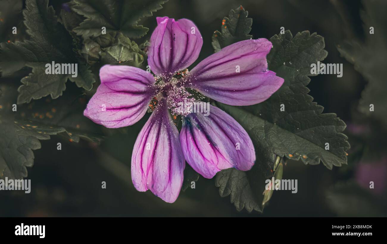 Violette Blüte auf grünen Blättern mit Überlagerungseffekt Stockfoto