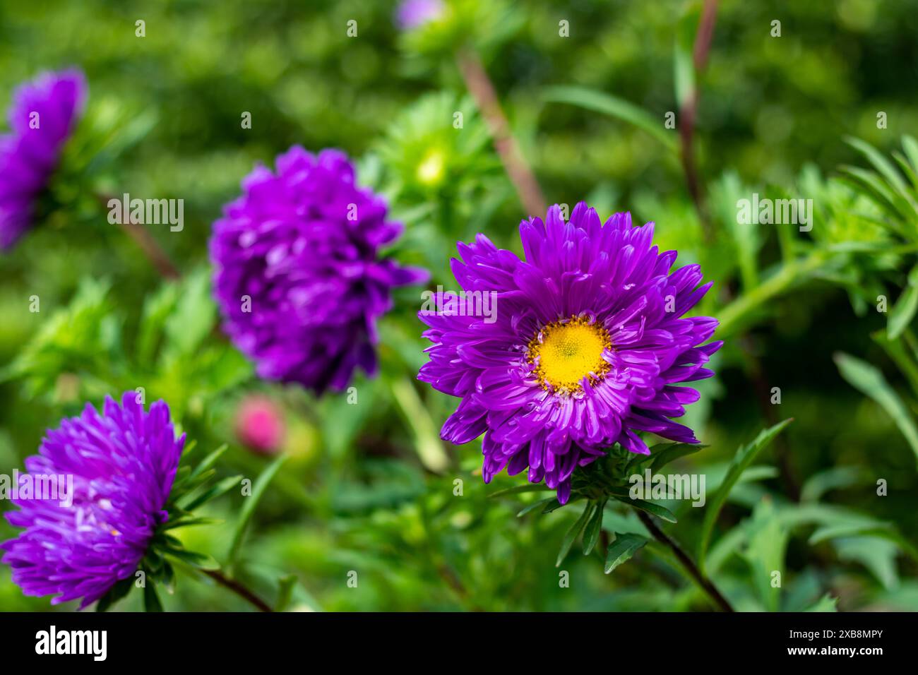 Astern sind Gänseblümchen-ähnliche Blüten, die im Spätsommer und frühen Herbst blühen. Kaltharte Stauden mit Gänseblümchen, Asterblüten sind die Bestäubersterne Stockfoto