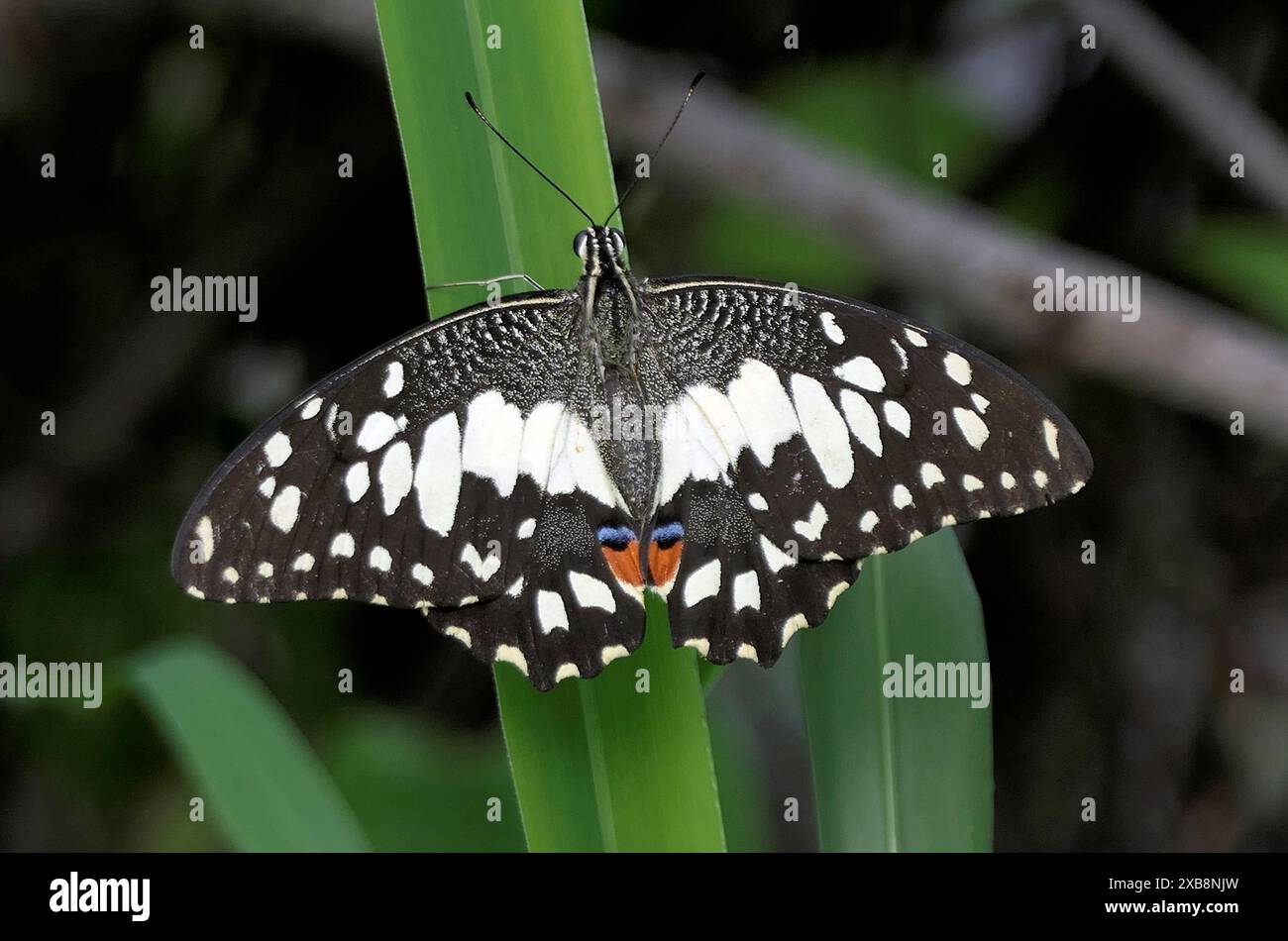 Ein Schmetterling mit weißen Flecken auf einem Pflanzenstiel Stockfoto