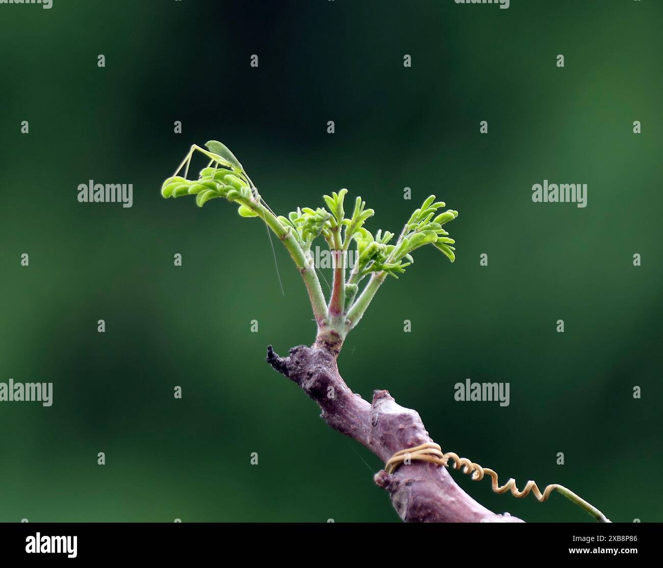 Frische grüne Blätter, die von einem jungen Baumstamm sprießen Stockfoto