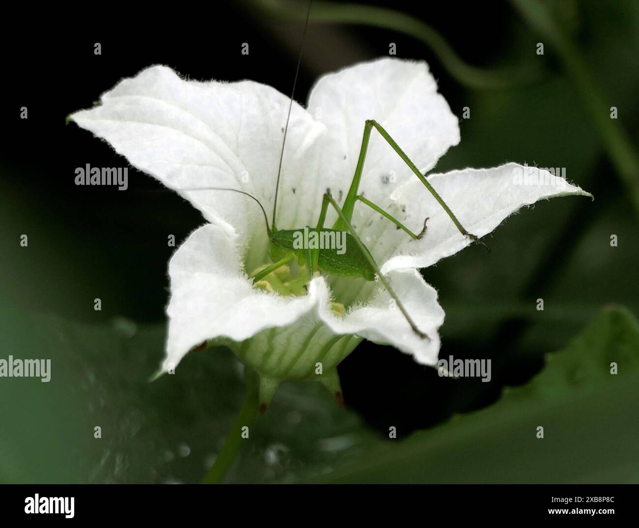 Eine Heuschrecke, die auf einem Blatt neben einer Blume steht Stockfoto