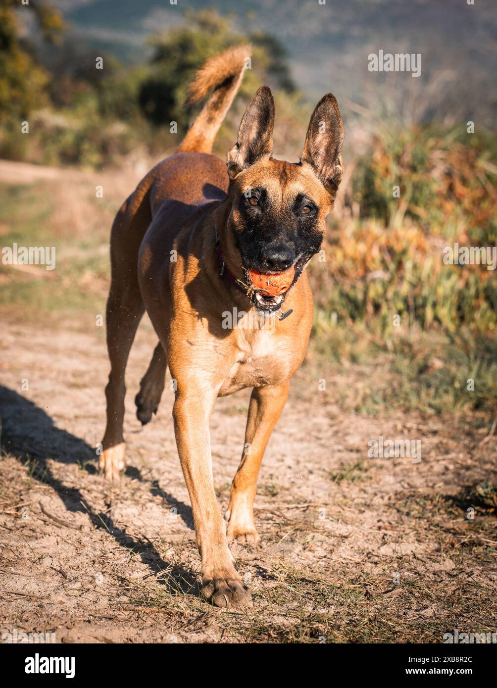 Hund läuft auf dem Weg durch einen grasbewachsenen Hügel Stockfoto