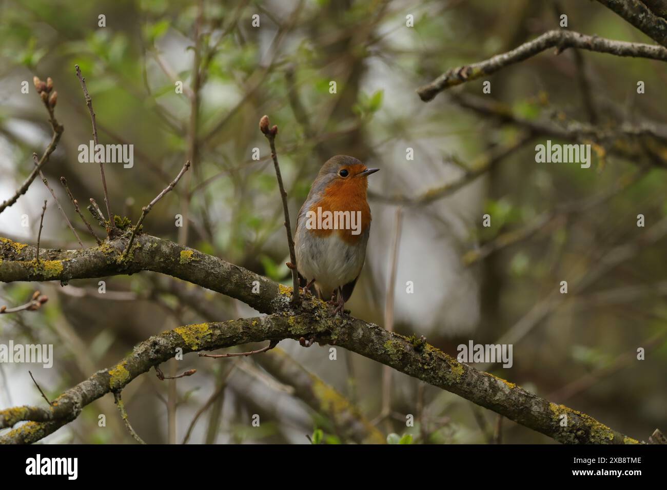Rougegorge familier (Erithacus rubecula) Erithacus rubecula in seinem natürlichen Element Stockfoto
