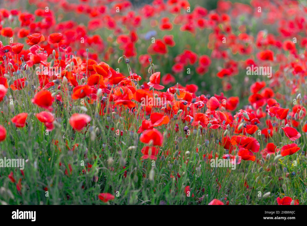 Die leuchtend roten Mohnblumen blühen in einem üppigen grünen Grasfeld Stockfoto