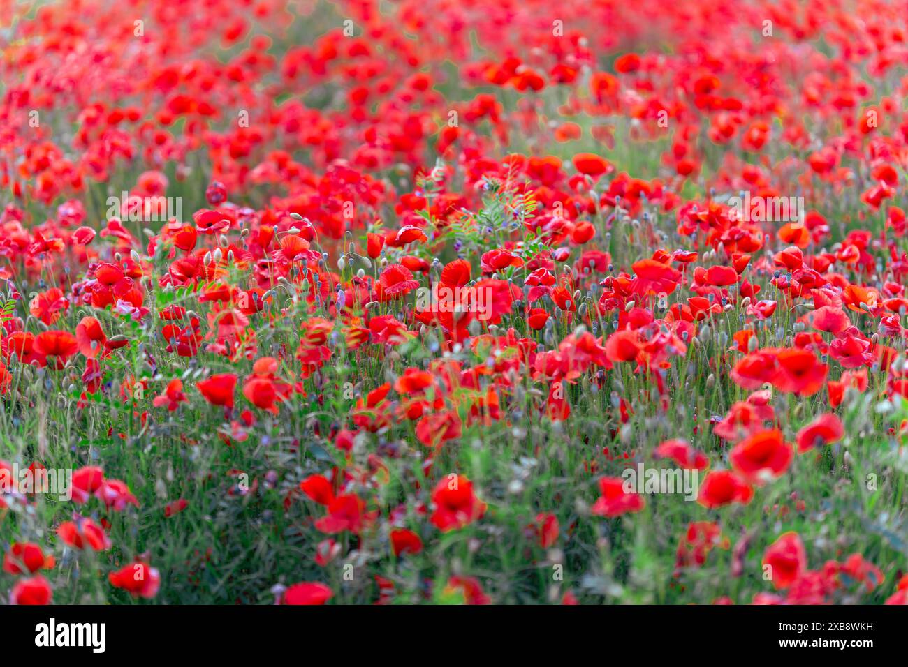 Die leuchtend roten Mohnblumen blühen in einem üppigen grünen Grasfeld Stockfoto