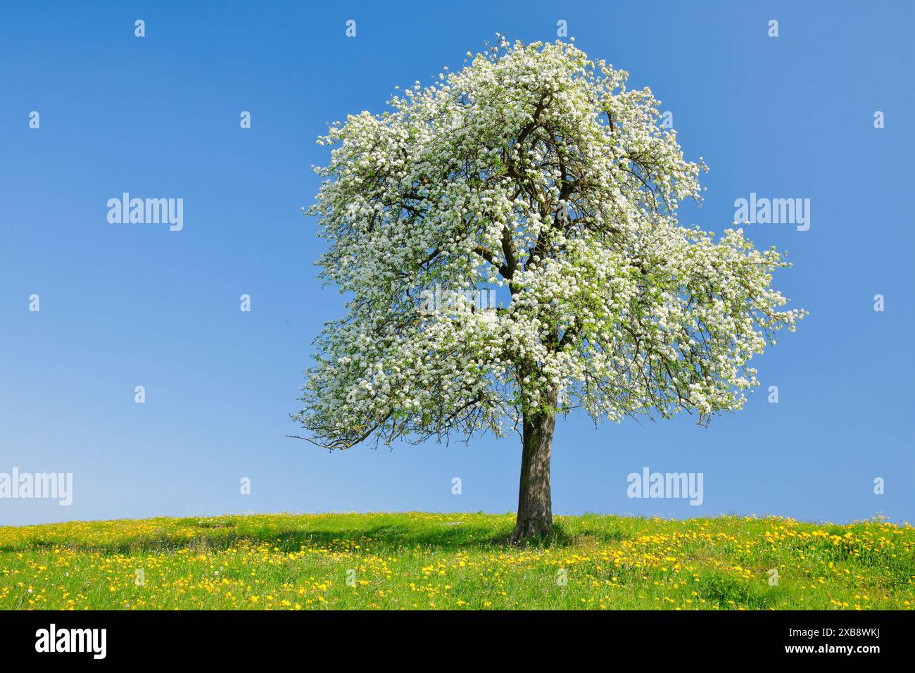 Botanik, einsamer, blühender Birnenbaum im Frühjahr auf blühender Wiese, KEINE EXKLUSIVE VERWENDUNG FÜR FALTKARTEN-GRUSSKARTEN-POSTKARTEN-VERWENDUNG Stockfoto