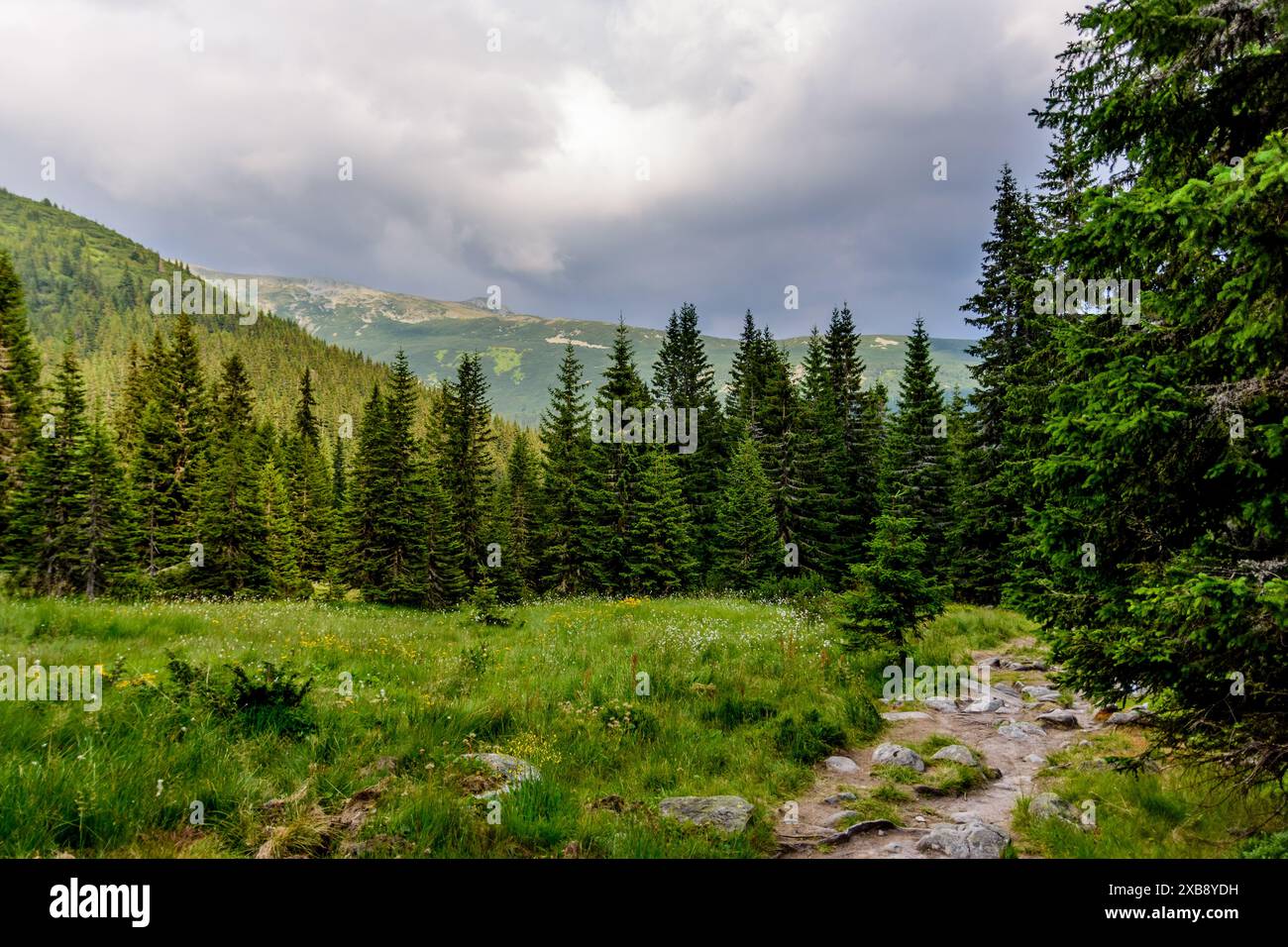 Ein malerischer Blick auf Kiefern entlang eines unbefestigten Pfades im Retezat Nationalpark, Rumänien Stockfoto