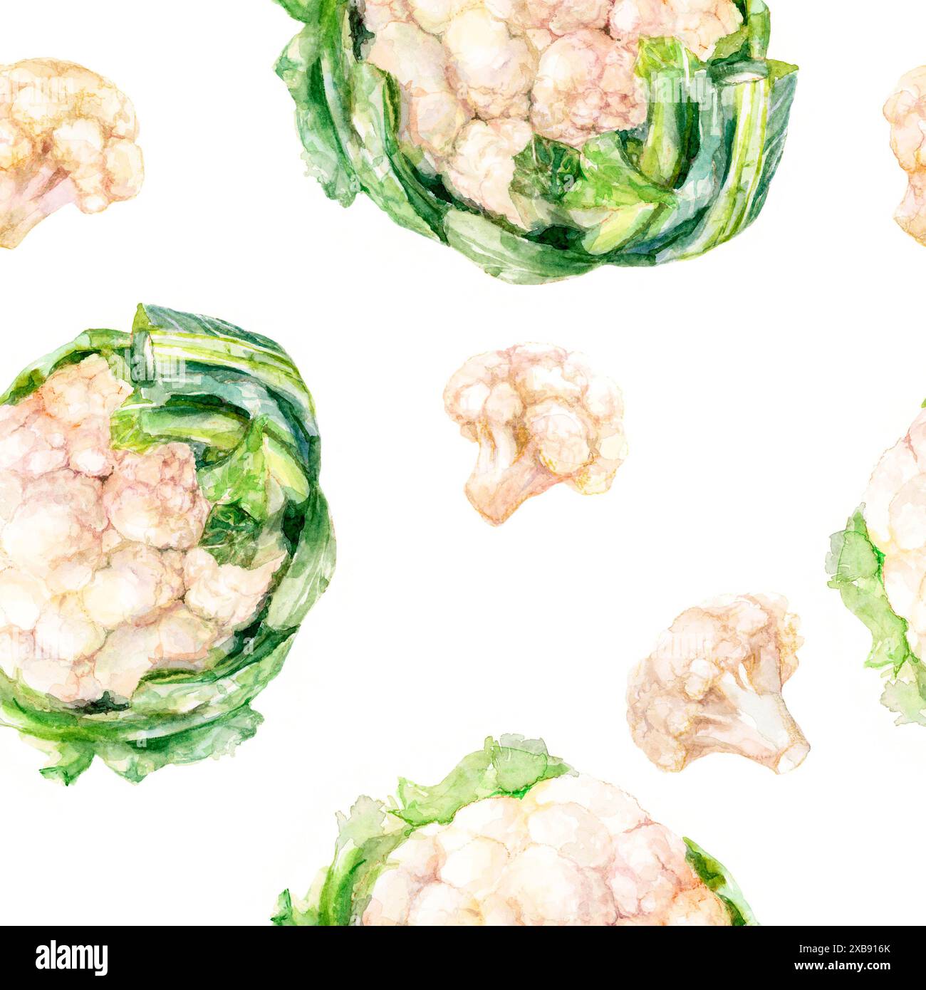 Aquarellgemüse mit Blumenkohl auf weißem Hintergrund. Stockfoto