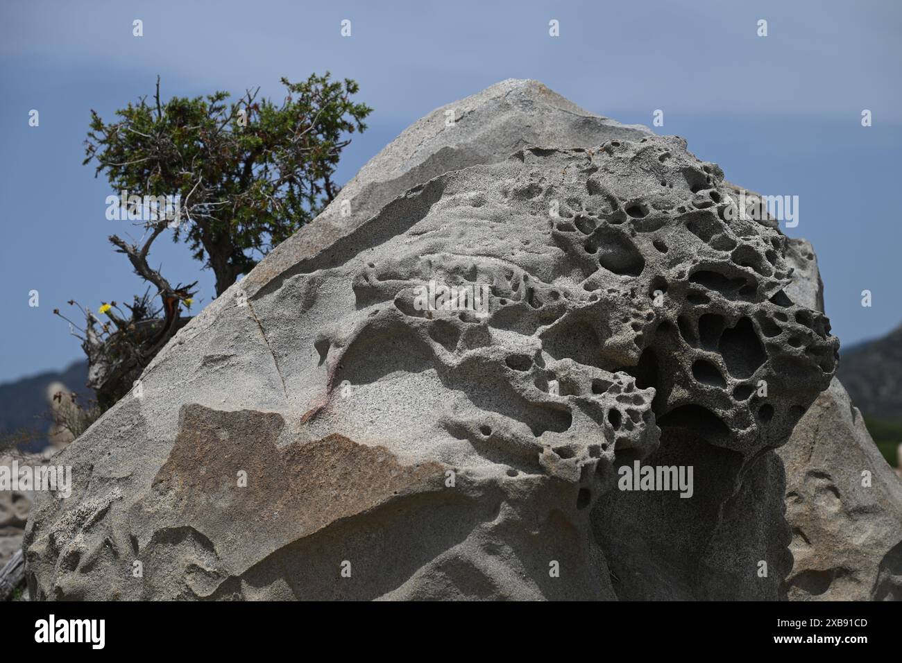 Ein großer Felsen mit einem Baum, der aus ihm sprießt Stockfoto