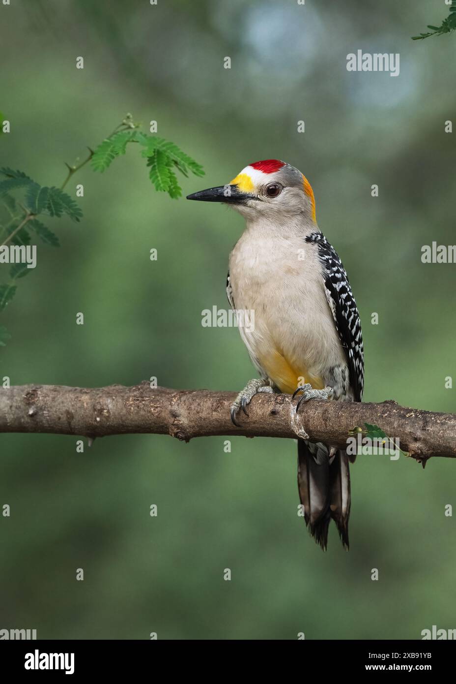 Ein Goldspecht (Melanerpes aurifrons), der auf einem Ast thront Stockfoto