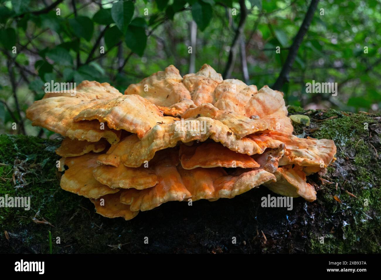 Nahaufnahme des Klammerpilzes Crab-of-the-Woods, Laetiporus sulphureus, ausscheidende Tropfen Stockfoto