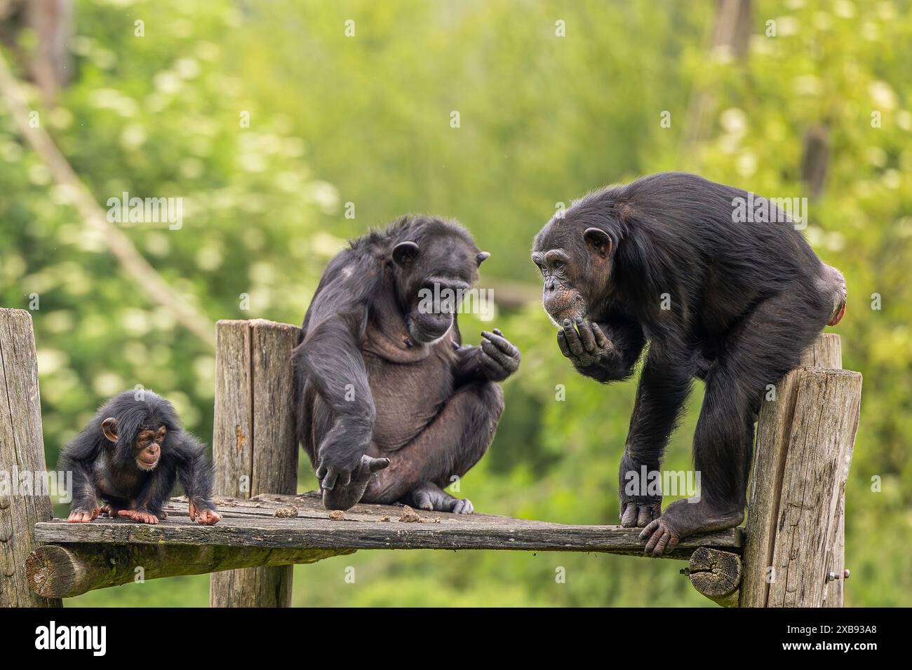 Schimpansen hinter dem Zaun, die sich von Hand ernähren Stockfoto