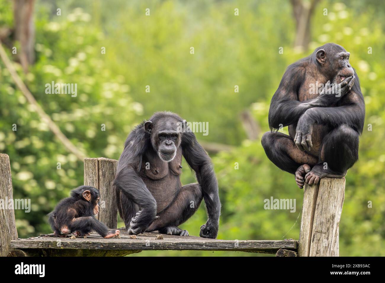 Drei Schimpansen auf einer hölzernen Plattform, auf der ein Schimpanse sitzt Stockfoto