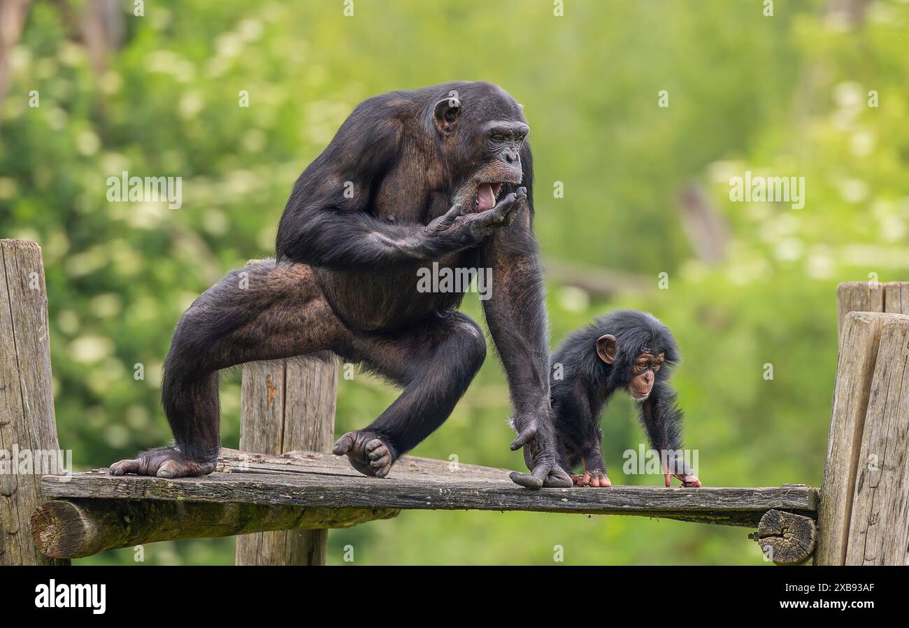 Erwachsener Schimpanse und junger Affe auf Holzbrücke Stockfoto