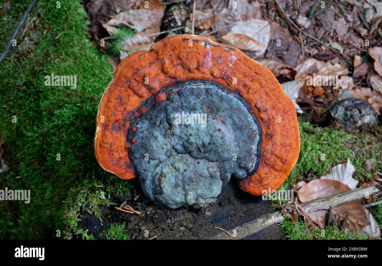 Draufsicht auf den Stammabfallpilz Rotgürtelkonken Stockfoto