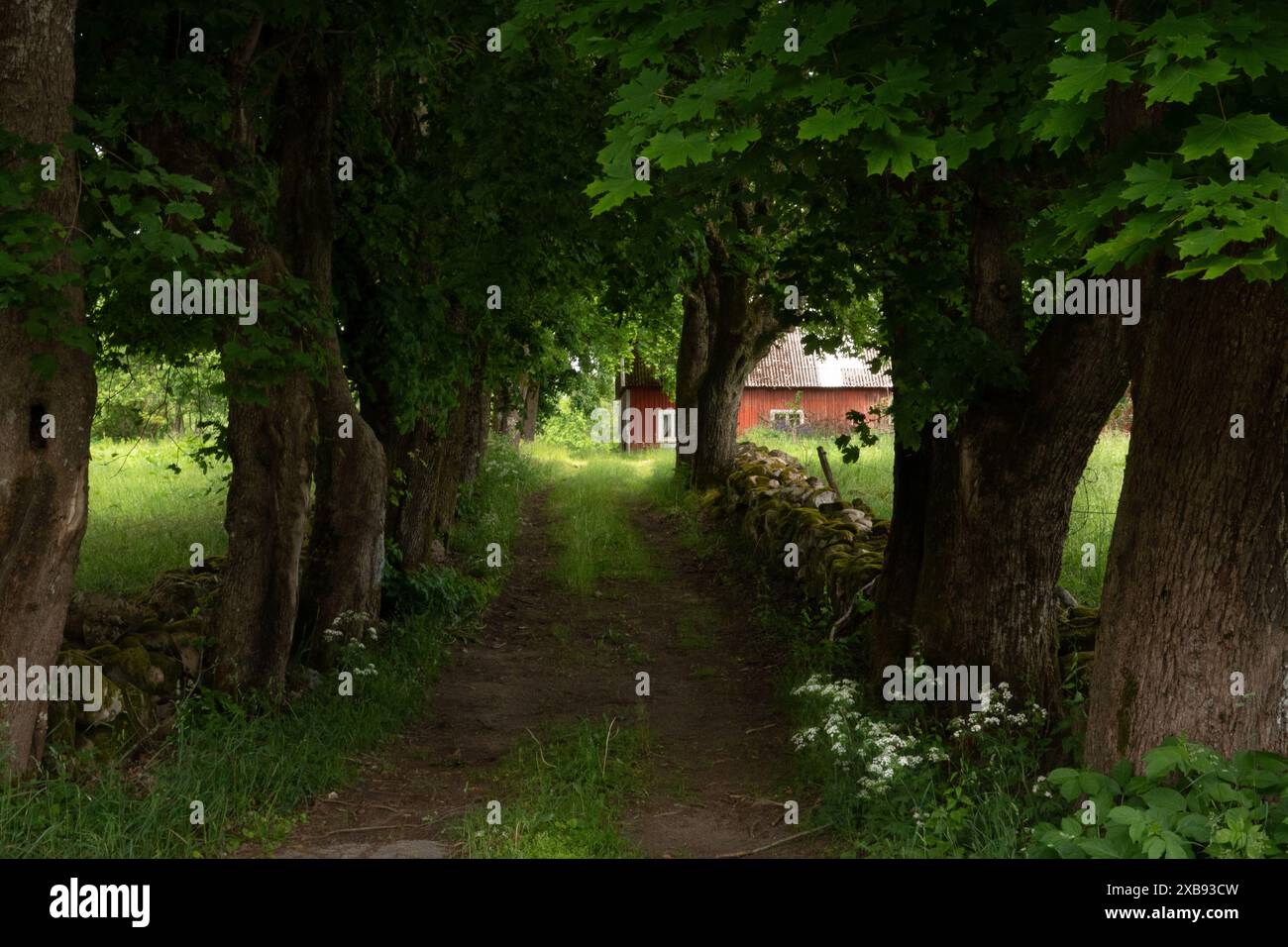 Romantischer Pfad gesäumt von alten norwegischen Ahornen und gestapelten Steinmauern, der zu einem traditionellen schwedischen Holzhaus führt Stockfoto