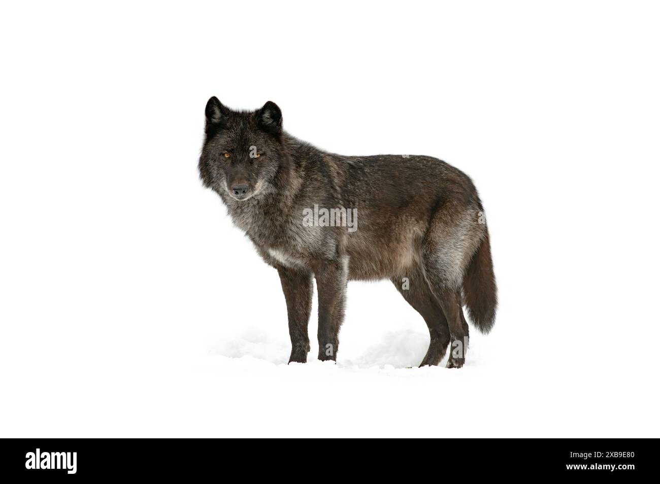 kanadischer schwarzer Wolf isoliert auf weißem Hintergrund Stockfoto