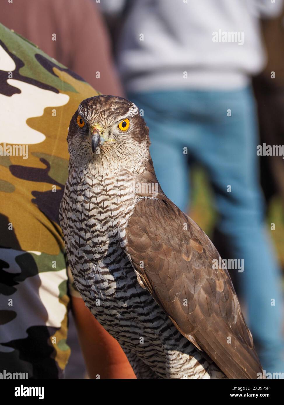 Porträt eines erwachsenen Goschawks, accipiter gentilis auf der Falknerfaust Stockfoto