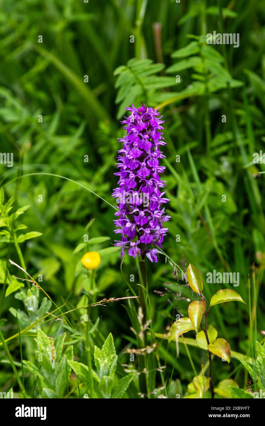 Südliche Sumpforchidee - Dactylorhiza praetermissa, Slimbridge WWT Stockfoto