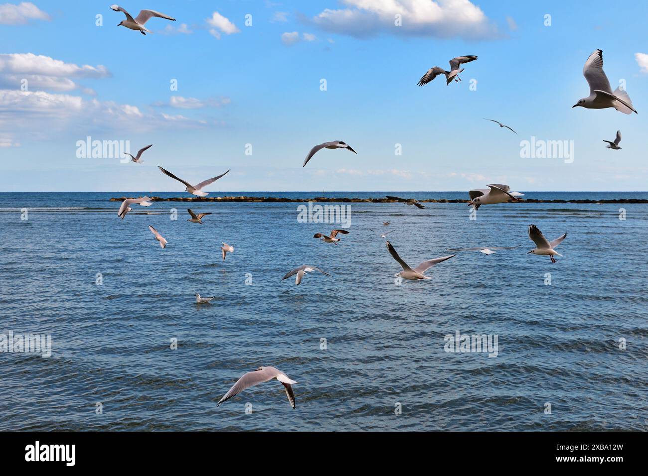 Eine Schar Möwen an einem öffentlichen Strand in Oroklini, Larnaka, Zypern Stockfoto