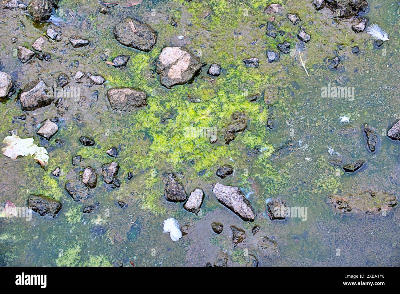 Glasgow, Schottland, Großbritannien. 11. Juni 2024: Blaualgen-Problem Stadtparks sehen Probleme für Wildtiere und Einheimische. Der Bootsteich im Knightswood Park wird entwässert, was das Problem zunichte macht, aber lokale Vögel kämpfen und Nester aus Müll bauen, um mit geschlüpften Küken fertig zu werden, nachdem das Nest durch Entwässerung zerstört wurde. Credit Gerard Ferry /Alamy Live News Stockfoto