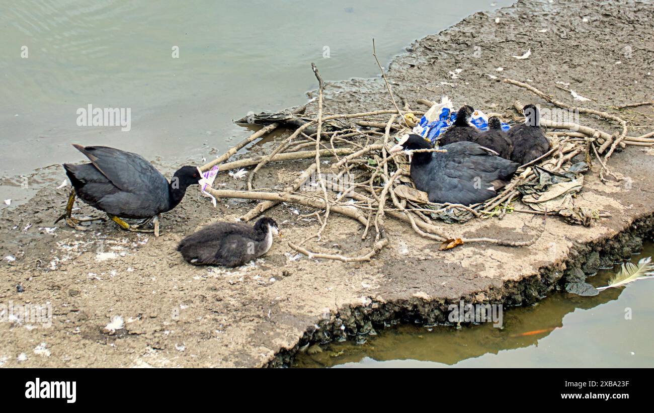 Glasgow, Schottland, Großbritannien. 11. Juni 2024: Blaualgen-Problem Stadtparks sehen Probleme für Wildtiere und Einheimische. Der Bootsteich im Knightswood Park wird entwässert, was das Problem zunichte macht, aber lokale Vögel kämpfen und Nester aus Müll bauen, um mit geschlüpften Küken fertig zu werden, nachdem das Nest durch Entwässerung zerstört wurde. Credit Gerard Ferry /Alamy Live News Stockfoto