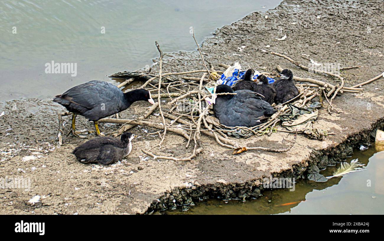 Glasgow, Schottland, Großbritannien. 11. Juni 2024: Blaualgen-Problem Stadtparks sehen Probleme für Wildtiere und Einheimische. Der Bootsteich im Knightswood Park wird entwässert, was das Problem zunichte macht, aber lokale Vögel kämpfen und Nester aus Müll bauen, um mit geschlüpften Küken fertig zu werden, nachdem das Nest durch Entwässerung zerstört wurde. Credit Gerard Ferry /Alamy Live News Stockfoto
