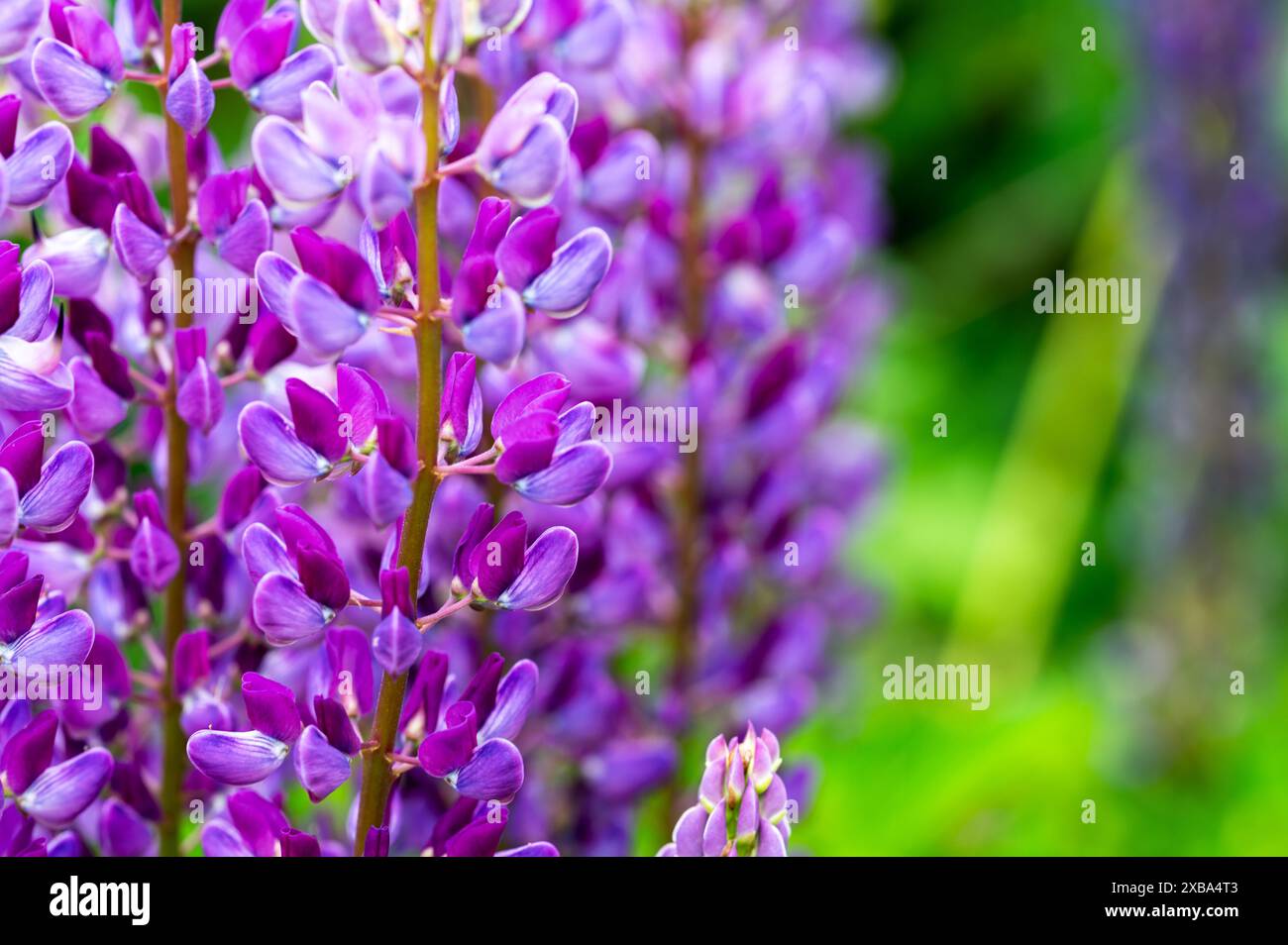 Violette und lila Lupinen in einem Frühsommergarten mit grünem Hintergrund. Lupinus Stockfoto