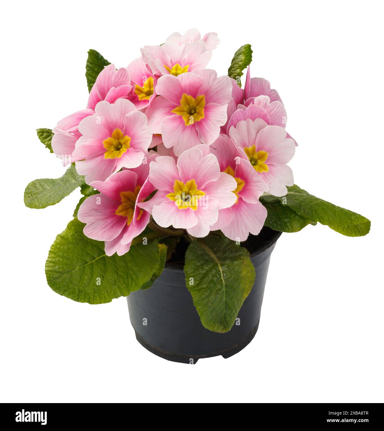 Frühlingsblüte der rosafarbenen Kerzenblumen im Topf, Vorderansicht Nahaufnahme isoliert auf weißem Hintergrund. Stockfoto