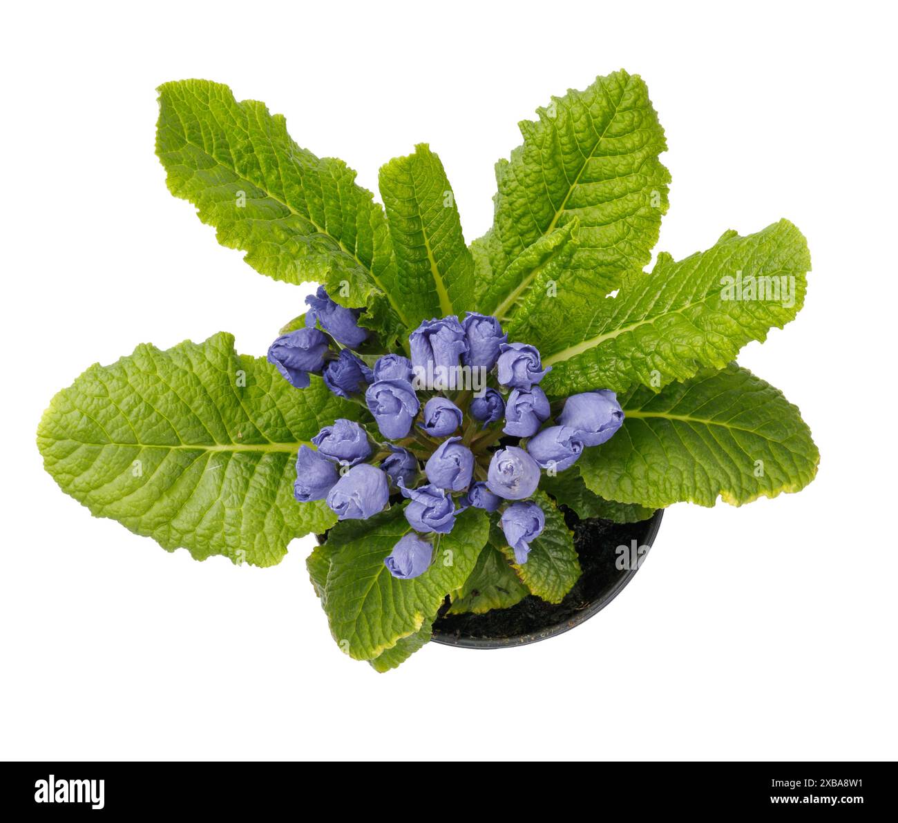 Frühlingsblüte der blauen Kerzenblumen im Topf, Vorderansicht Nahaufnahme isoliert auf weißem Hintergrund. Draufsicht. Stockfoto
