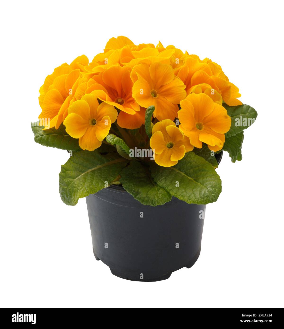 Frühlingsblüte der orangen Kerzen Blumen im Topf, Vorderansicht Nahaufnahme isoliert auf weißem Hintergrund. Stockfoto