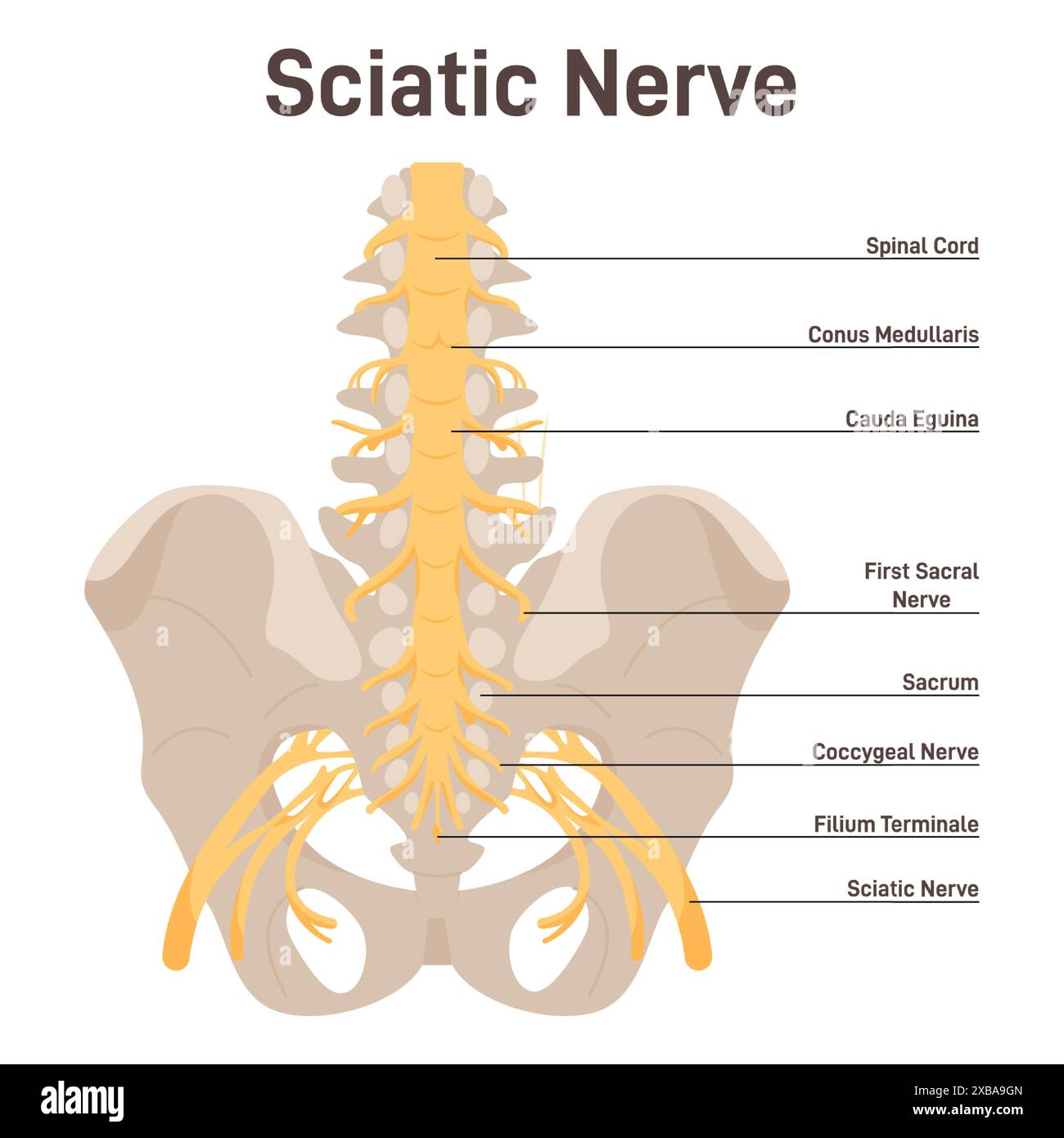 Spinal Stenosis Illustration Stock Vektorgrafiken Kaufen Alamy Spinal Stenosis Illustration Stock Vektorgrafiken Kaufen Alamy